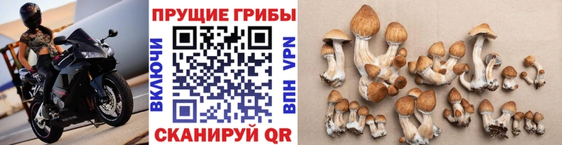 Псилоцибиновые грибы Cubensis  Рошаль 